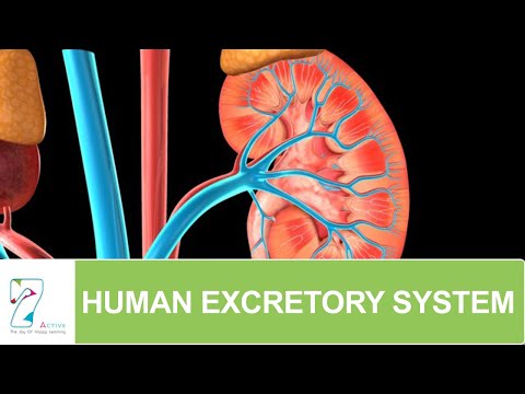 Human Excretory System