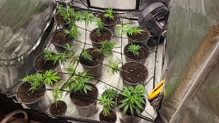 Indoor grow 3x3 tent scrog Aug 31, 2021