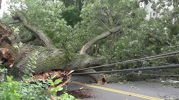 Concerns over rotting trees grow after massive tree takes down power lines in Lowell