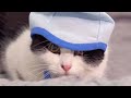 子猫動画