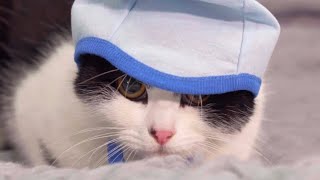 子猫動画