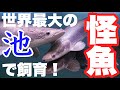 【お宅訪問】家の窓ぶち壊して世界最大の怪魚を飼育⁉️アクアリウム　aquarium tropicalfish　ピラルクー