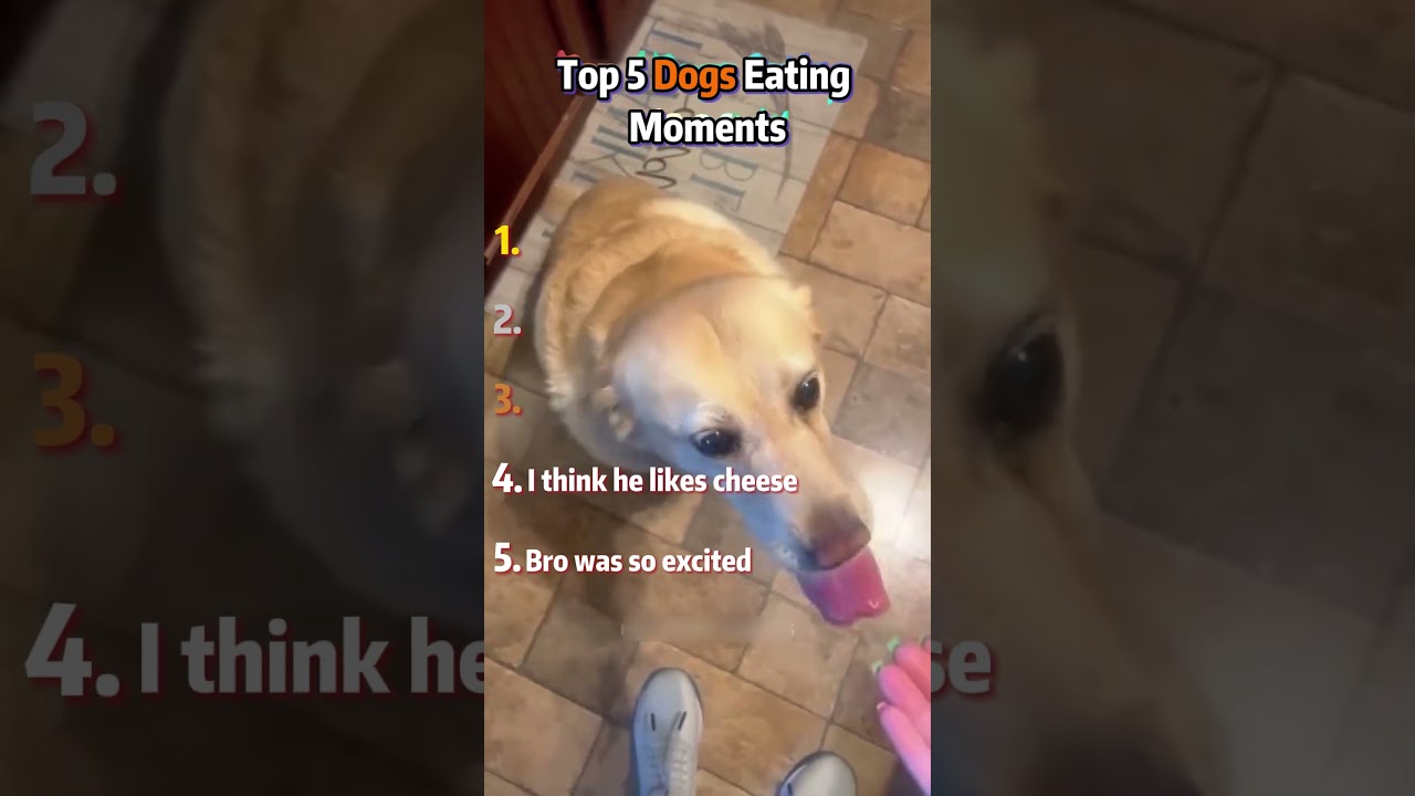 Photo inspiration: Ranking Top 5 Dogs Eating Moments Photo Inspiration