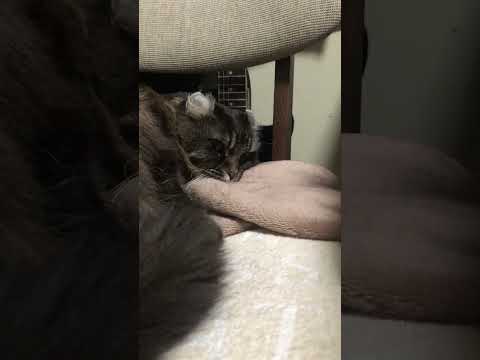 アメリカンカール#猫のいる暮らし #AmericanCurl #cat #StevieRayVaughan#Jennifer Warnes