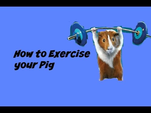 how to exercise your guinea pig