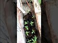 Small Space, Big Harvest! | Terrace Gardening Tips.||Grow Your Own Veggies on a Terrace! #gardenin