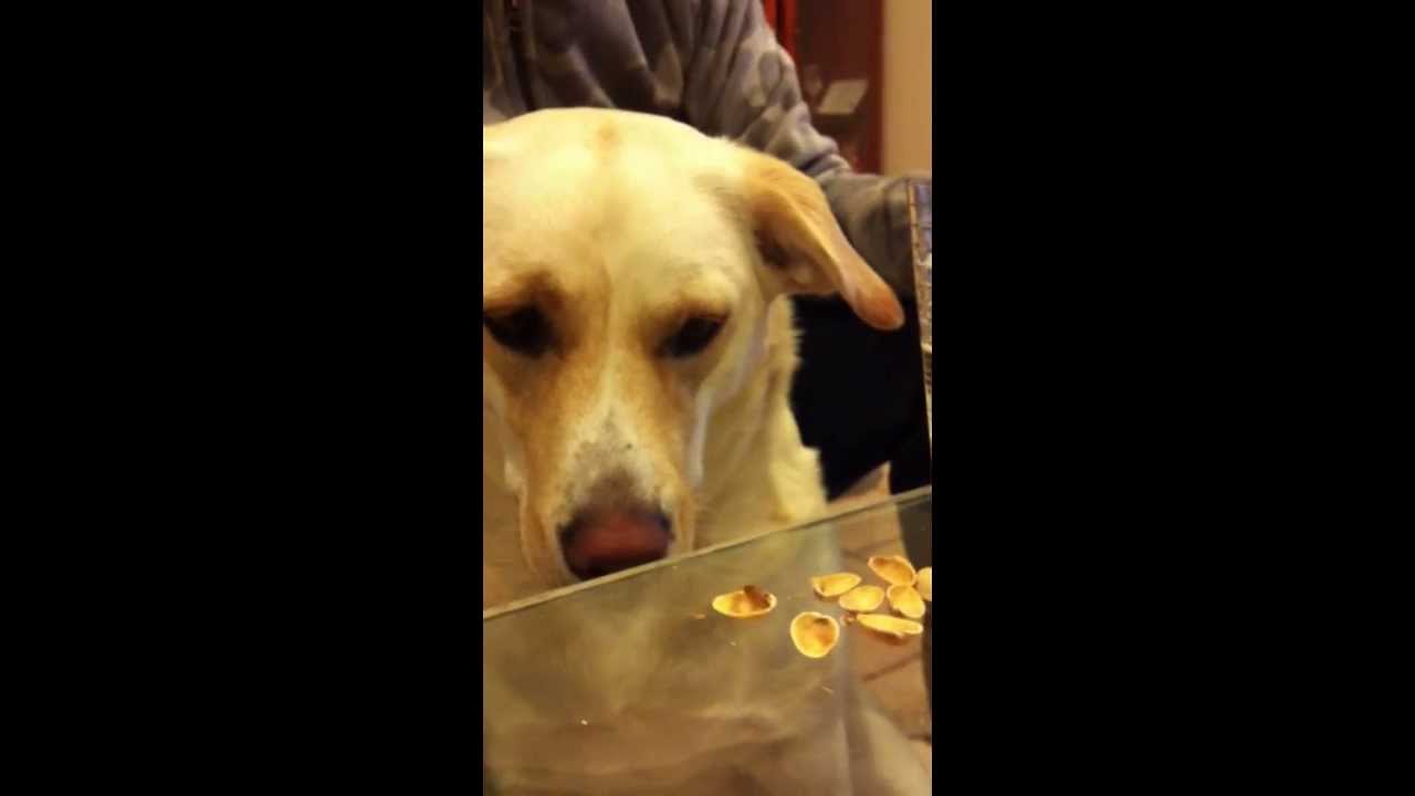 ピスタチオの殻を食べたい犬 Youtube