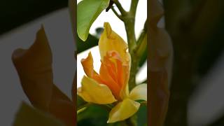 Exquisite Champaka Flowers -World