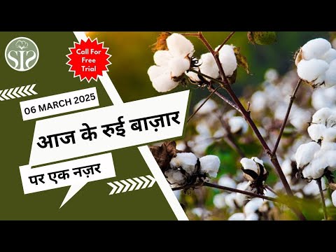Aaj ka kapas ka bazar 🤔 || Cotton Market Price Today #youtube  #cotton  #kapas
