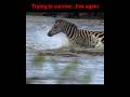 chance of survival🔥😱#wildlife #animals #nature #shorts #viral #youtubeshorts