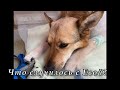 Что случилось с Евой? Приют для животных