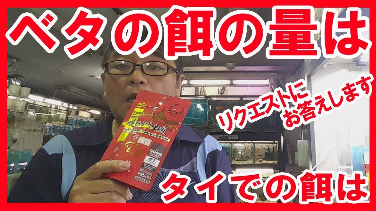 高知熱帯魚サービス ベタの餌２ Youtube