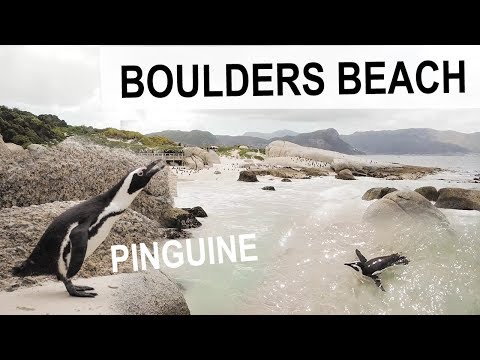 Video: Wie man am Boulders Beach in Kapstadt mit Pinguinen schwimmt