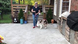 Teaching a dog to do a U-Turn