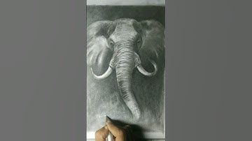 elephant drawing | Animal charcoal art ..✏️