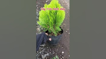 cây trắc bách diệp siêu hot tại vườn #garden #caycanh #muabancaycanh #plants #caytracbachdiep #decor