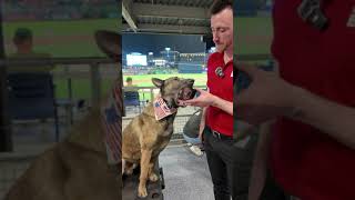 Most USEFUL Dog Trick EVER! | Makeyourdogepic.com