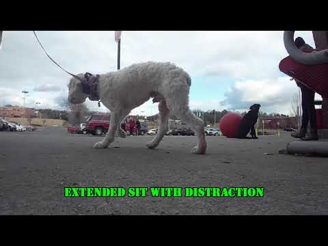 albany-ny-dog-trainer/schenectady-ny-dog-trainer-2-year-old-lab-mix-leonidas