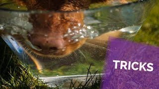 Dog Tricks Bubbles Retriever Cubas Libre