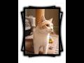 Happy 6th Birthday to my George cat