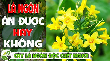Cây Lá Ngón độc "CHẾT NGƯỜI" nhưng dùng chữa bệnh