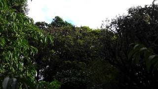 Bats of Sydney 3