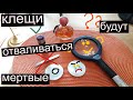 Укусил клещ, что делать после укуса клеща?