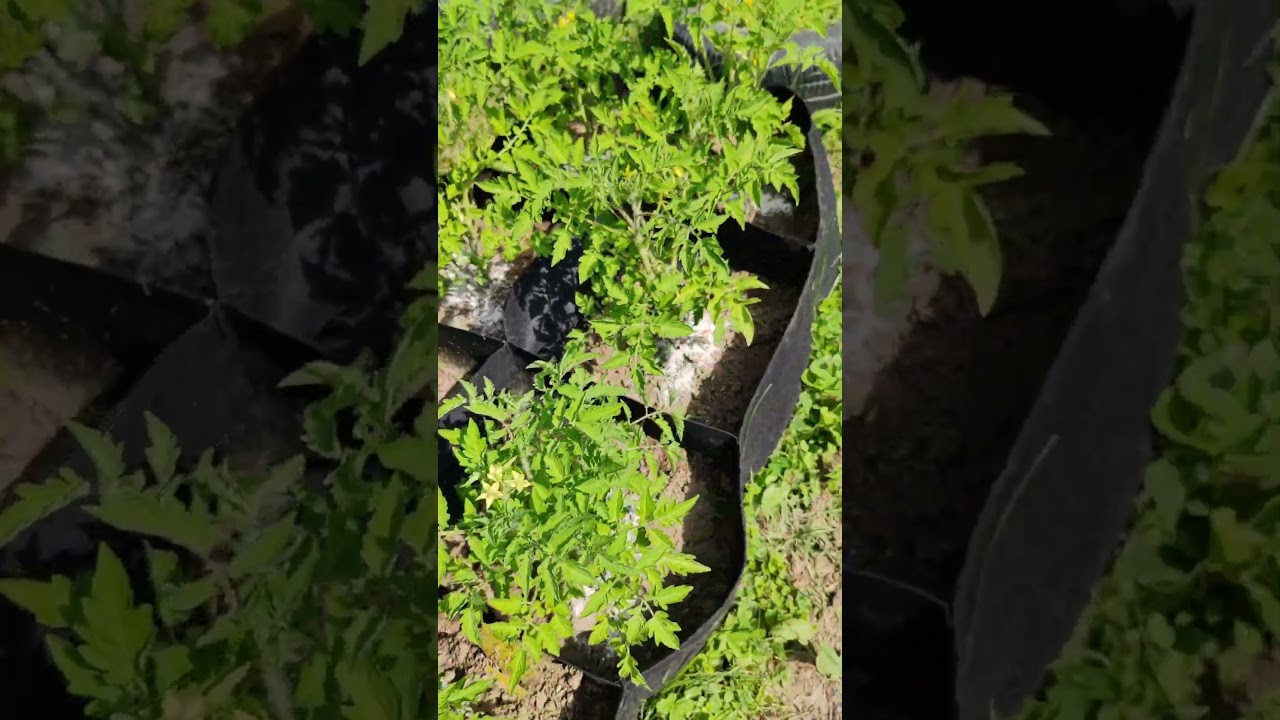 coji de oua, fertilizant Livada Sonny Power 2024 