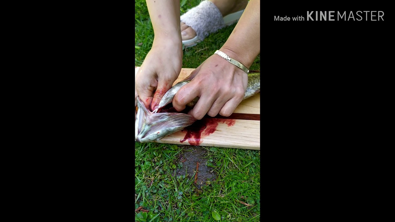 How to kill bass - YouTube