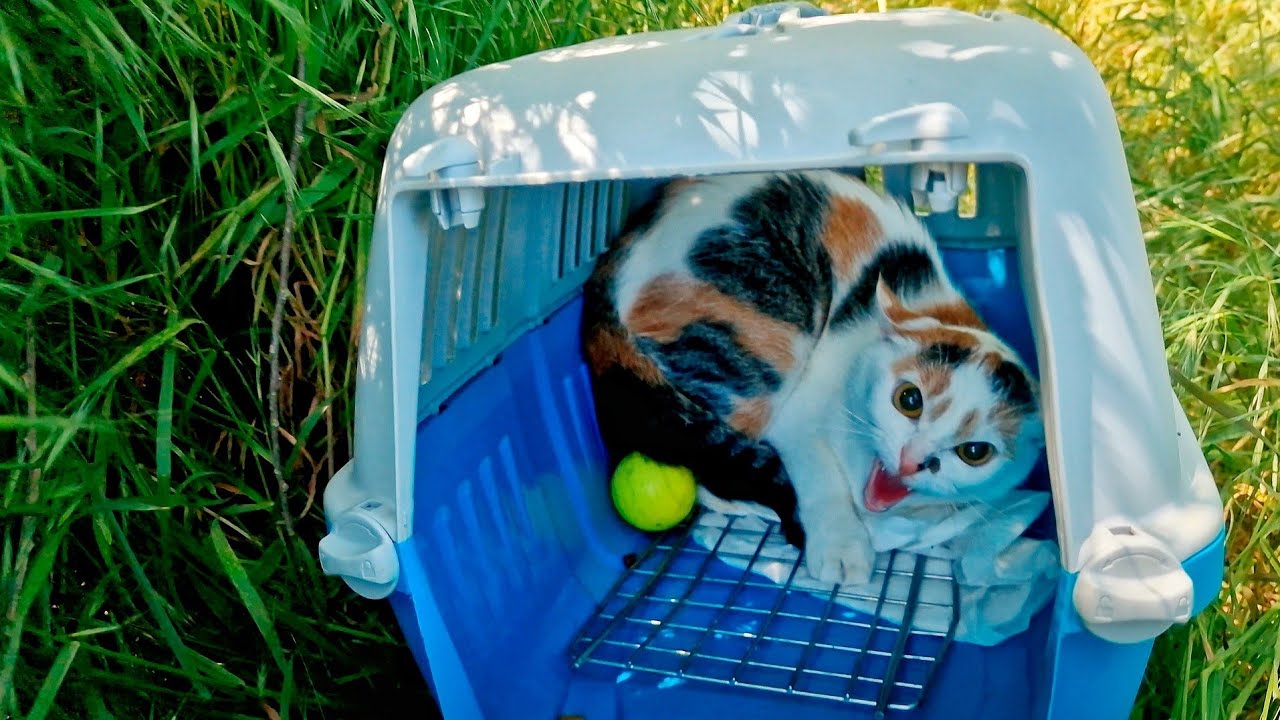 Hissing Betrayed Cat Falls in Love with Woman Who Rescued Her