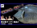【悪魔の魚】ツノあり刃ありのヤバい魚「テングハギ」。実は、内臓脂肪ギトギトの旨い魚だった!?