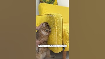 The Ultimate Solution to Cat Scratches on Your Furniture