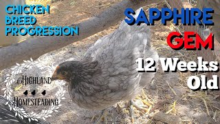 Sapphire Gem: Chicken Breed Progression of Chick to Adult - 12-weeks old