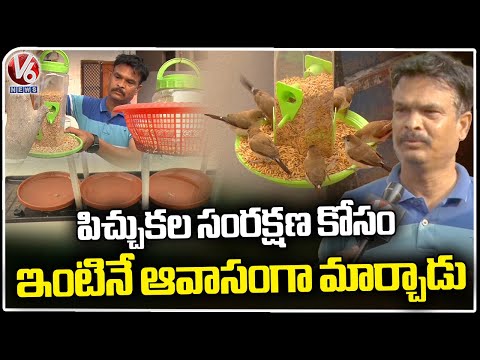 Man Feeding Sparrows Daily | Karimnagar | V6 News - V6NEWSTELUGU