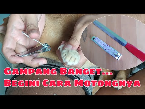 Video: Cara Memotong Kuku Kucing Sendiri