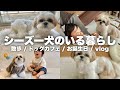 #5-②【ルーティン】もふもふ可愛いシーズー犬と家族の5日間（2023.5.6-5.10）/ Shih Tzu takes a walk everyday in May.