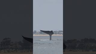Uno, the blue whale! Filmed off the coast of Newport Beach aboard Newport Coastal Adventure