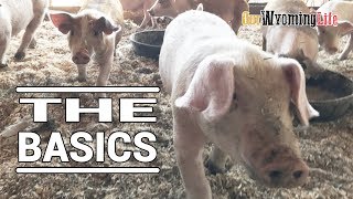Taking Care of the Pigs Basic Needs on the Ranch