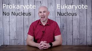 Cell Theory, Prokaryotes, and Eukaryotes