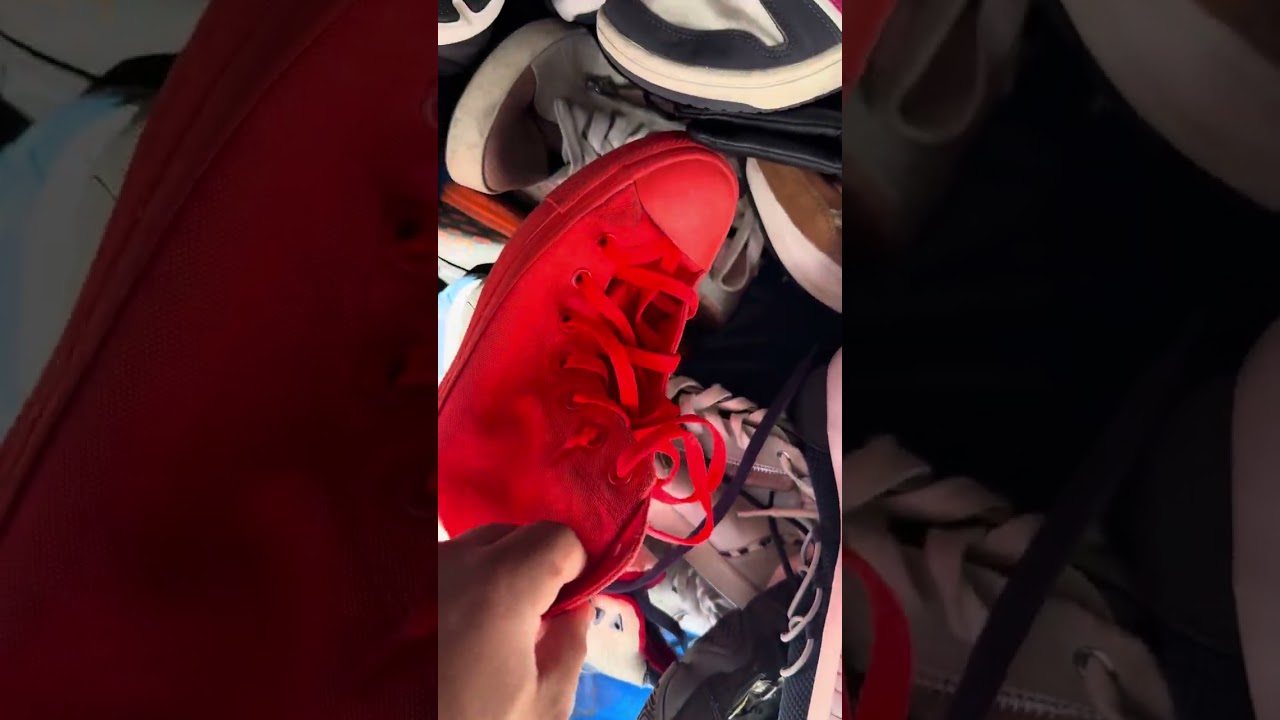 سبرديلة صغيرة أنساوي 