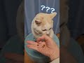 流行りのおやつチャレンジをほっぺたろうもやってみた！【保護猫ほっぺたろう】#shorts