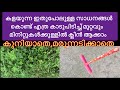ഇതുകൊണ്ട് എത്ര കാടുപിടിച്ച മുറ്റവും മിനിറ്റുകൾക്കുള്ളിൽ ക്ലീൻ ആക്കാം |Cleaning Tips |Kitchen Tips