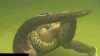 3 python attacks on humans