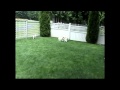 Norwegian Buhunds frolicking の動画、YouTube動画。