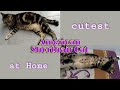 Cutest American Shorthair Cat at Home の動画、YouTube動画。