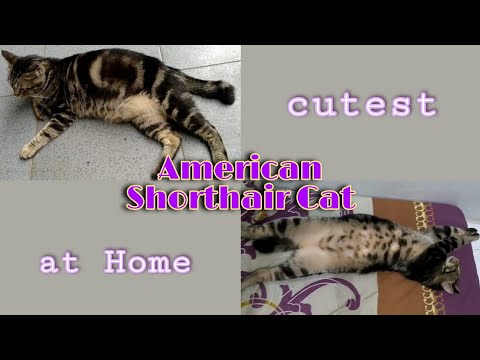 Video: American Shorthair Cat Breed Hypoallergenic, Kesehatan Dan Umur