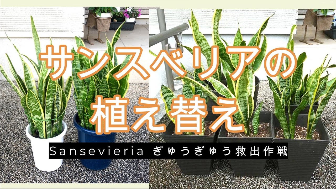 【サンスベリアの植え替え】瀕死から復活させて分かった丈夫に育てるコツ