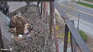 Cornell Redtailed Hawks 04.05.2024 07:23