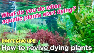 How to revive dying plants「ADA nature aquarium,tropical fish,techniques for beginners the maiking screenshot 4