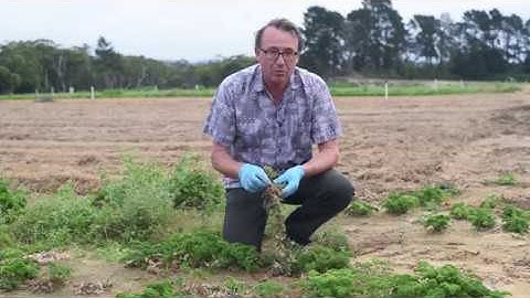 Soil Borne Disease Series: Summer Root Rot